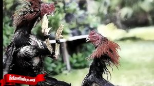 Jurus Bongkar Jurus Dari Ayam Bangkok